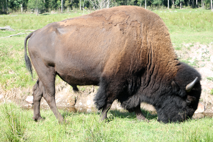 mera-bison-122.jpg