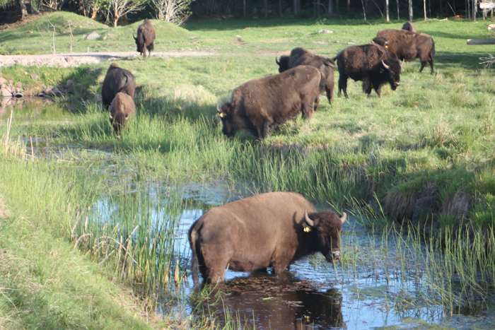 mera-bison-157.jpg